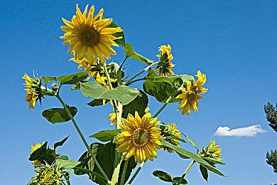 《夏洛克·福尔摩斯》系列在Steam开启特卖 优惠低至两折